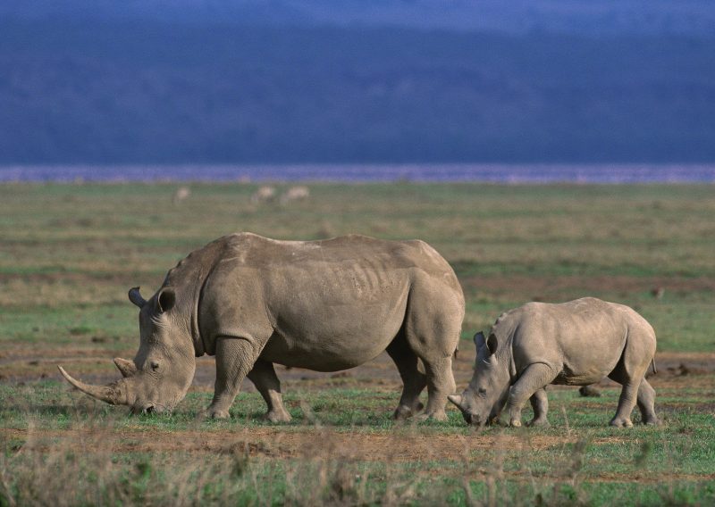 Germany, Tanzania’s leading partner in tourism and wildlife conservation