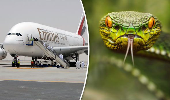 Snake on plane cancels Emirates flight from Muscat to Dubai
