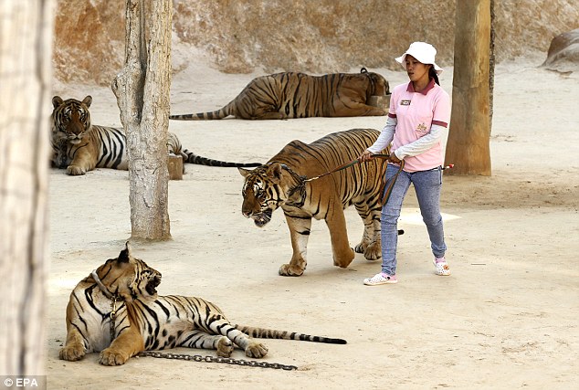 Thailand’s infamous Tiger Temple plans to reopen under another name