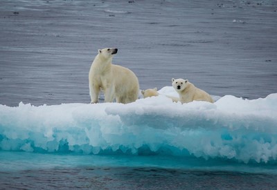 Latest polar bear survey: Strong numbers but worrying trends