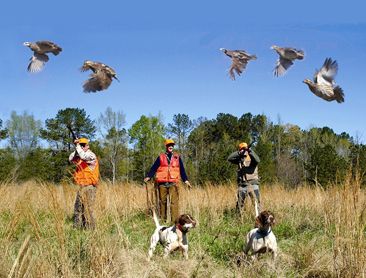 5 best places for quail hunting in the U.S.
