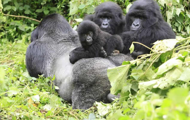 5 reasons to do gorilla trekking in Uganda