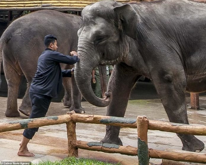 World Associations of Zoos and Aquariums investigating Indonesia zoo for abuse claims