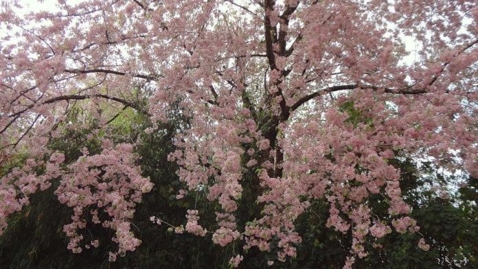 Shillong the place to be for India’s International Cherry Blossom Festival