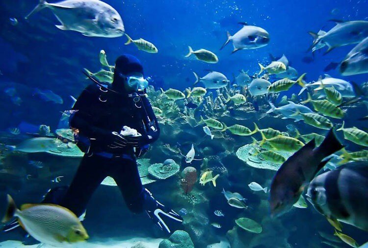 Egypt’s tourism authorities ban fish feeding during diving tours