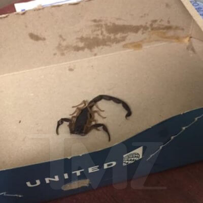 Scorpion bites airline  passenger on San Francisco-Atlanta flight