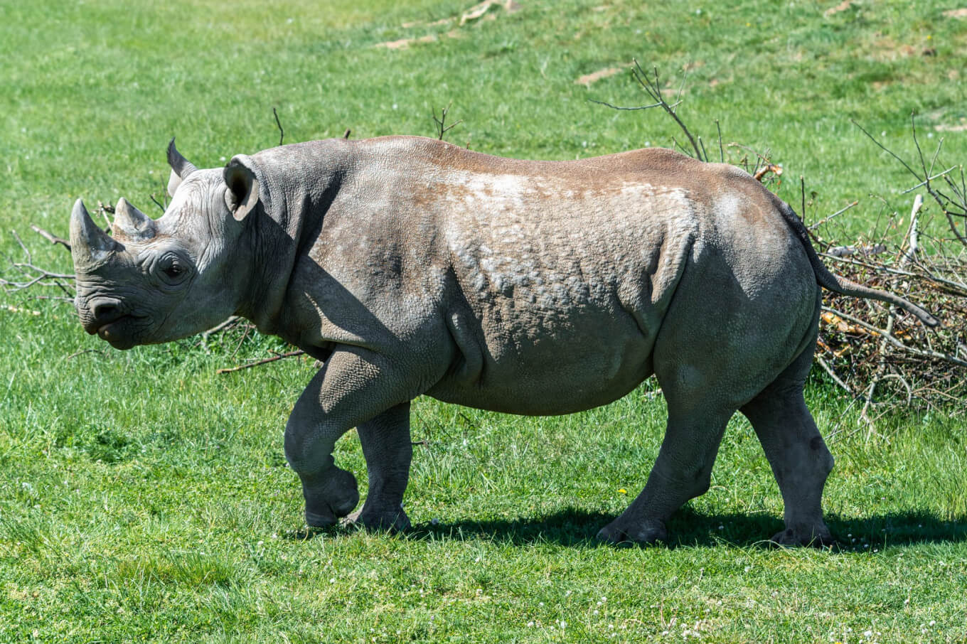 fausta the rhino