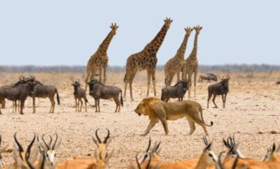 Coronavirus in Africa could reverse 30 years of Wildlife conservation gains