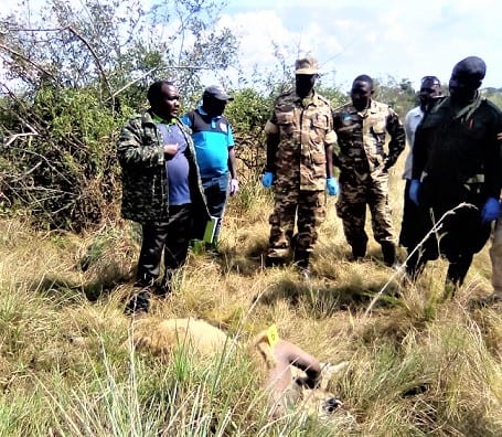 Apprehended! Uganda lion killers arrested