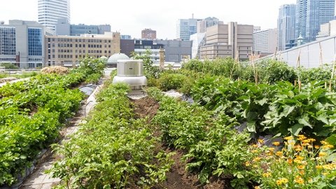 2021 Best US Cities for Urban Gardening Named