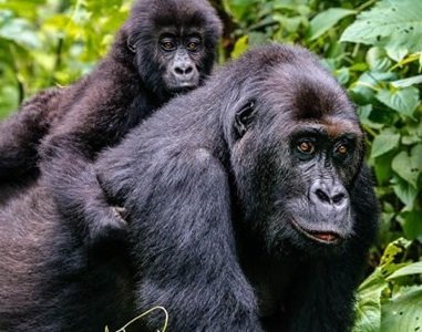 Gorilla trekking guide in Africa post COVID-19