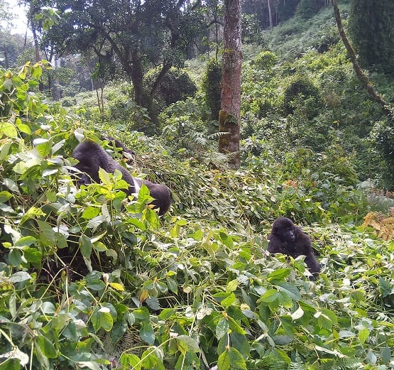 Here is why you should go gorilla trekking now