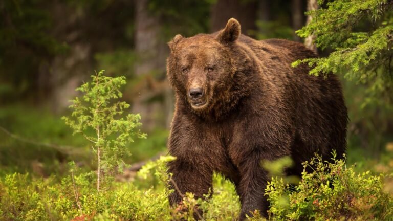 Tourist attacked, killed, eaten by a hungry bear while hiking in a National Park