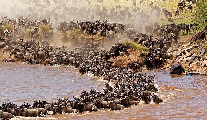 Hassle-free COVID-19 Tests for Tourists Visiting Serengeti Migration