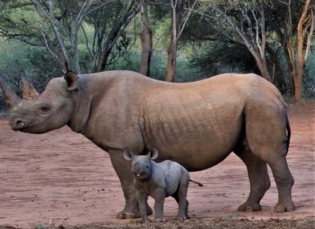 Endangered Black Rhino protection in Tanzania takes new stride, aiding tourism