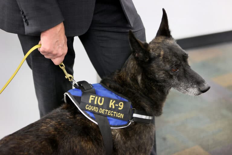 COVID-19 sniffing dogs coming to Miami Airport